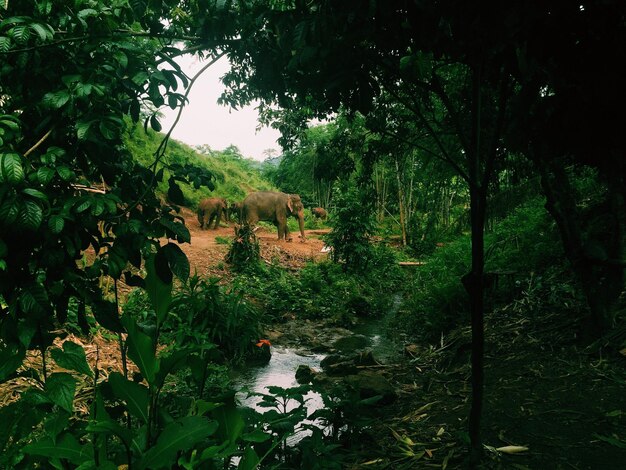 Foto elefantes entre árboles en el bosque