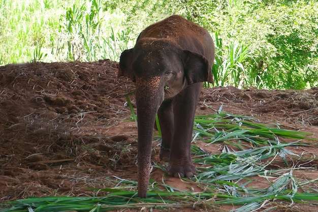 Elefantes asiáticos estão comendo grama em um parque natural protegido