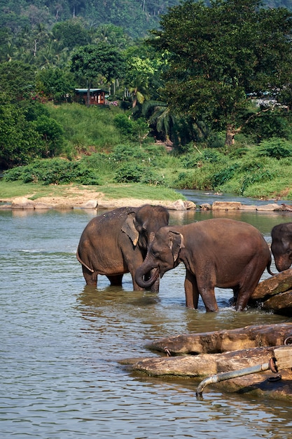 Elefantes bañándose en el río Jungle de Sri Lanka