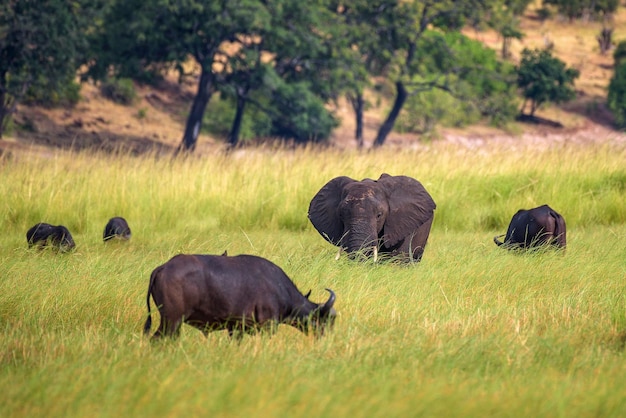 Elefantes y búfalos pastando en el Parque Nacional Chobe Botswana