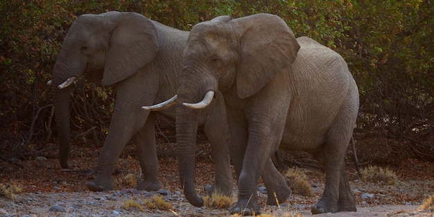 Foto elefantes caminando por el bosque