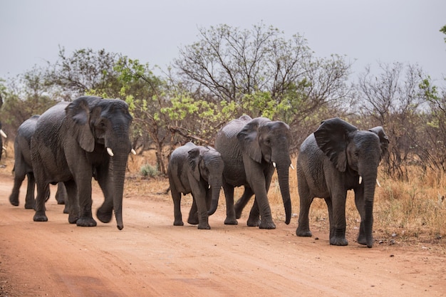 Elefantes caminando por una carretera. Sudáfrica.