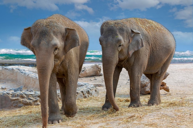 Elefantes caminhando na praia de areia. dois grandes parceiros do elefante brincando afetuosamente contra o céu azul e o fundo das ondas do oceano azul. vista frontal da família de elefantes tocando-se suavemente. poster