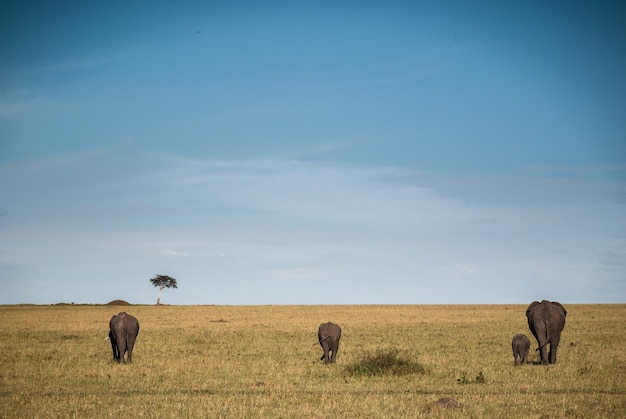 Foto elefantes en el campo de hierba