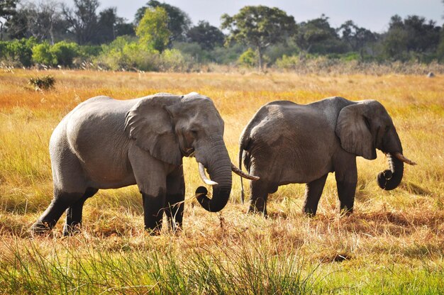 Foto elefantes en el campo de hierba