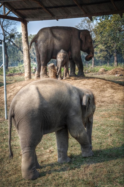 Elefantes en Chitwan