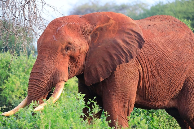 Foto elefantes com pele vermelha por causa da poeira no parque nacional tsavo east, quênia, áfrica