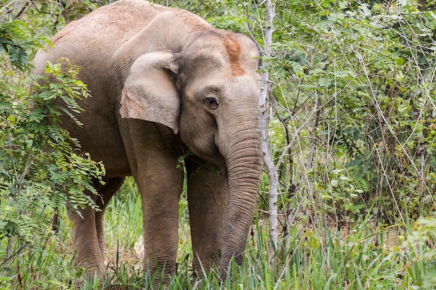 Elefantes comem grama no Parque Nacional