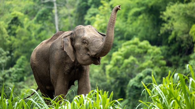 Elefantes da Ásia na Tailândia Elefantes da Ásia em Chiang Mai Elephant Nature Park Tailândia