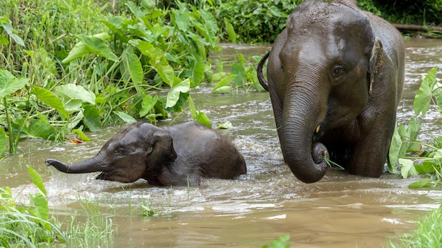 Elefantes da Ásia na Tailândia Elefantes da Ásia em Chiang Mai Elephant Nature Park Tailândia