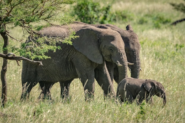 Elefantes de mata africanos e bezerros atravessam as pastagens