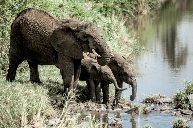 Foto elefantes e bezerros bebem em curso de água no parque nacional do serengeti