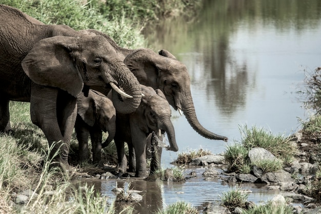 Foto elefantes e bezerros bebem em curso de água no parque nacional do serengeti