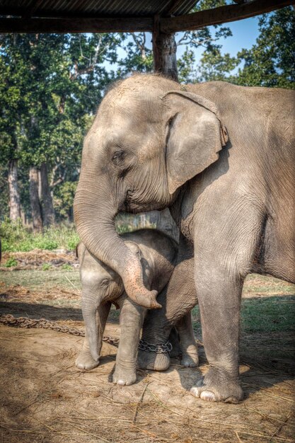 Elefantes em Chitwan