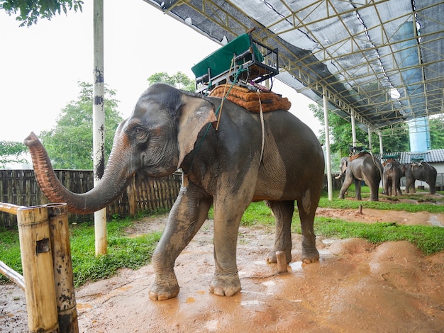 Elefantes estão no zoológico