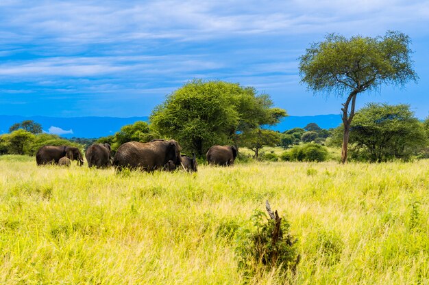 Elefantes en África