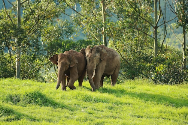 Elefantes indianos vagando na floresta de kerala