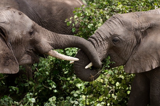 Elefantes jóvenes comiendo en el Parque Nacional del Serengeti