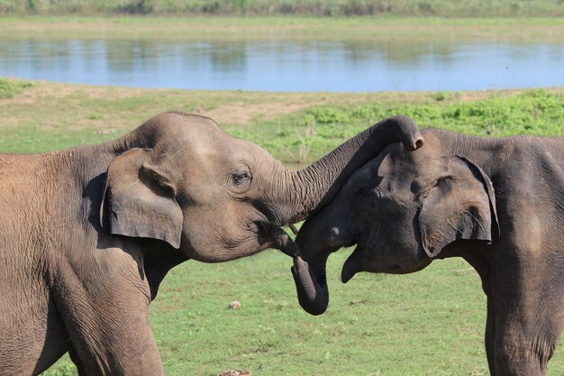 Foto elefantes jugando en el campo de hierba