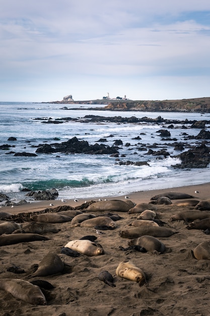 Elefantes marinhos no Parque Estadual Piedras Blancas, ao lado da estrada Big Sur, Califórnia