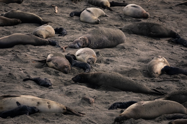 Elefantes marinhos no parque estadual piedras blancas, ao lado da estrada big sur, califórnia