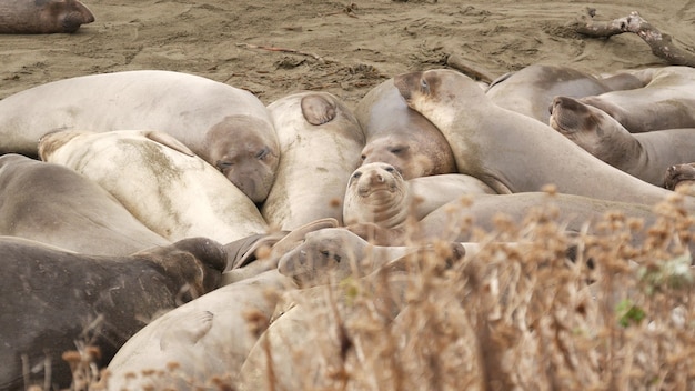 Elefantes marinos en Ocean Beach en San Simeon, California. Leones marinos sin orejas mirounga gordos incómodos.