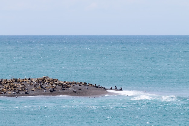 Elefantes marinos en la playa Caleta Valdés, Patagonia, Argentina fauna argentina