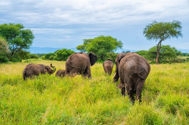 Elefantes na África