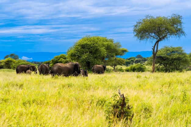 Elefantes na África