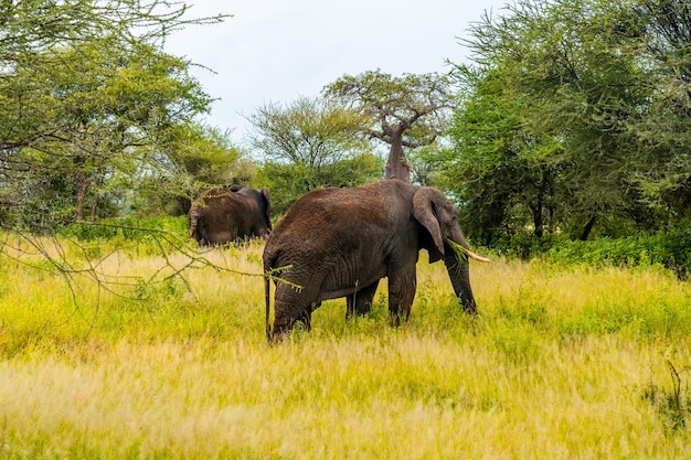 Elefantes na savana. áfrica. quênia. tanzânia. serengeti. maasai mara.