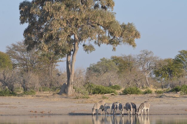Foto elefantes no lago