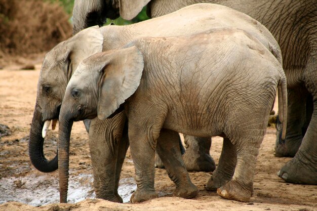 Elefantes no Parque Addo