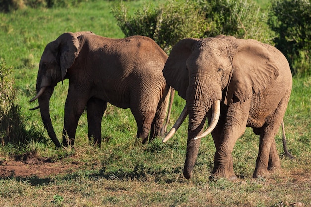 Elefantes no parque de safári no Quênia África