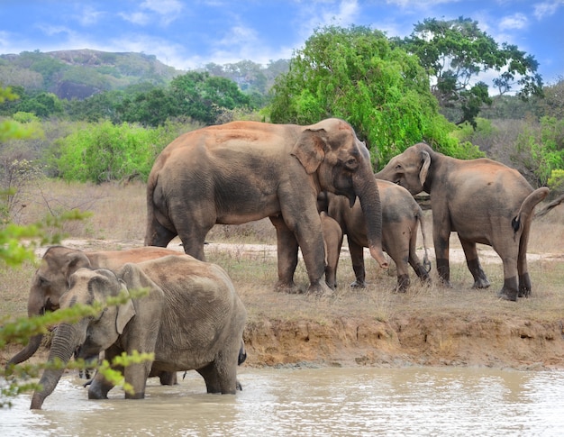 Elefantes no parque nacional de Yaala, no Sri Lanka