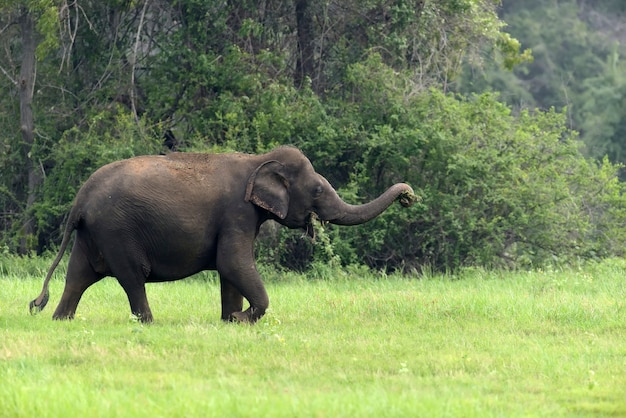 Elefantes no parque nacional, sri lanka