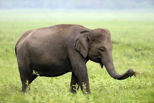 Elefantes no Parque Nacional, Sri Lanka