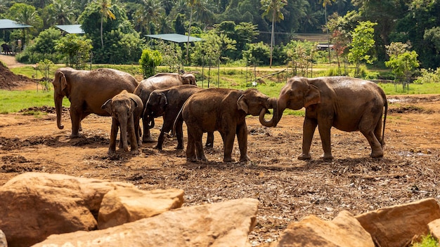 Los elefantes en el Orfanato de Elefantes Pinnawala Sri Lanka