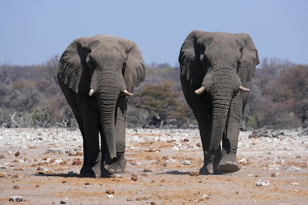 Foto los elefantes en el parque nacional de etosha, namibia