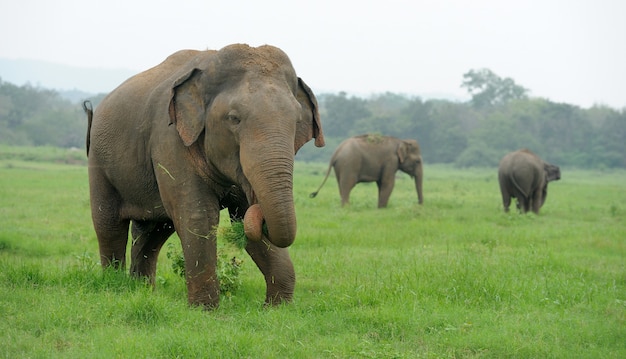 Elefantes en el Parque Nacional, Sri-Lanka