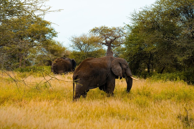 Elefantes en la sabana. África. Kenia. Tanzania. Serengeti. Maasai Mara.