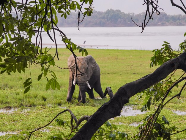 Foto elefantes en la sabana de zimbabue, sudáfrica