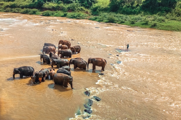 Los elefantes salvajes se lavan en el agua del río anaranjado. Animales en la naturaleza.