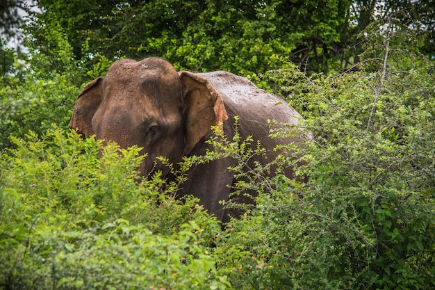 Elefantes salvajes en el parque nacional Udawalawa Yala en Sri Lanka