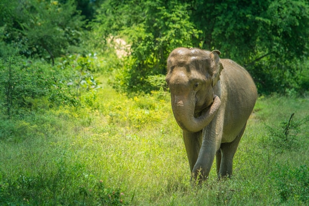 Elefantes salvajes en el parque nacional Udawalawa Yala en Sri Lanka