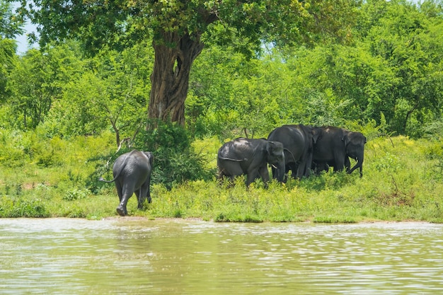 Elefantes salvajes en el parque nacional Udawalawa Yala en Sri Lanka