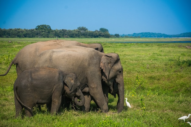 Elefantes selvagens e safári em kaudulla, minneriya no sri lanka