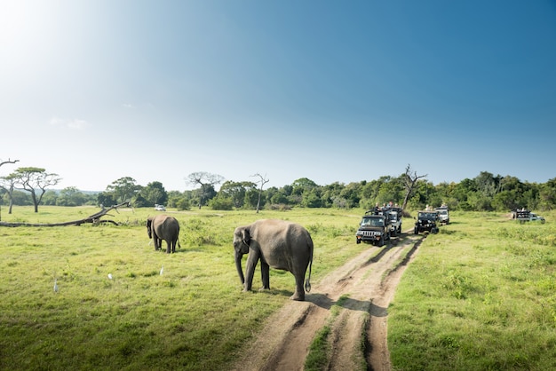 Elefantes selvagens em uma bela paisagem no Sri Lanka