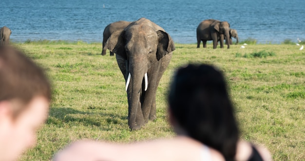 Elefantes selvagens em uma bela paisagem no sri lanka