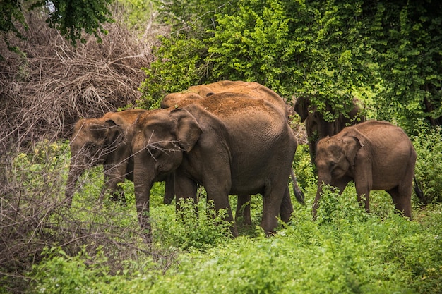 Elefantes selvagens no Parque Nacional Udawalawa Yala no Sri Lanka