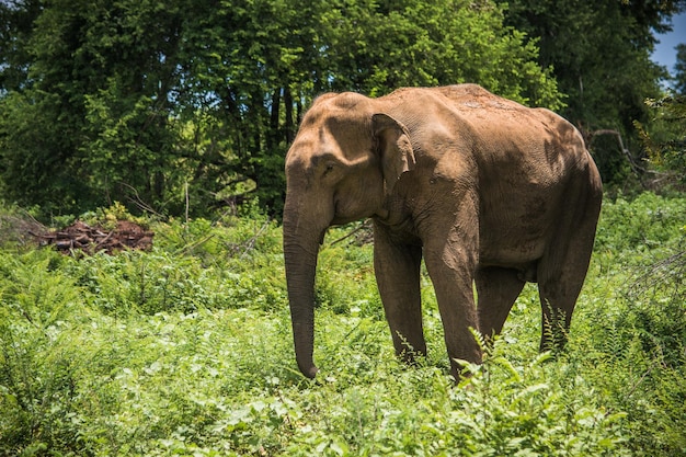 Elefantes selvagens no parque nacional udawalawa yala no sri lanka